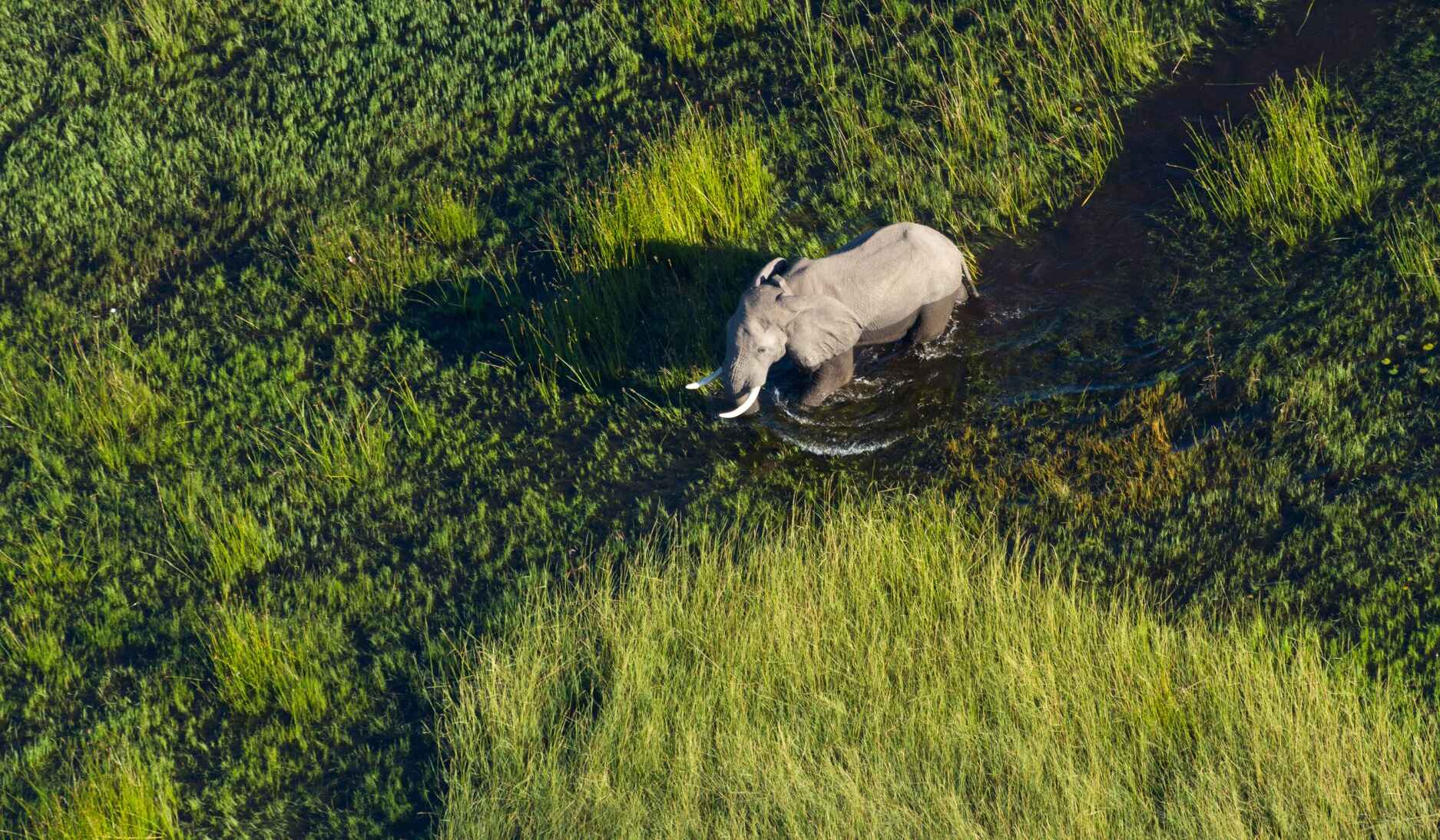 elephant-detroit-okavango-botswana