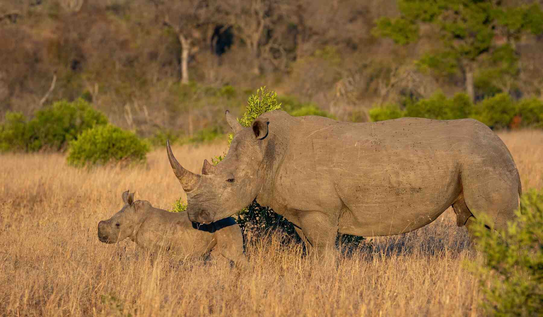 Greater Kruger_park