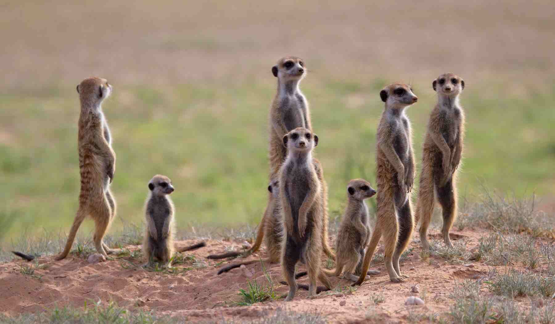 Meerkats