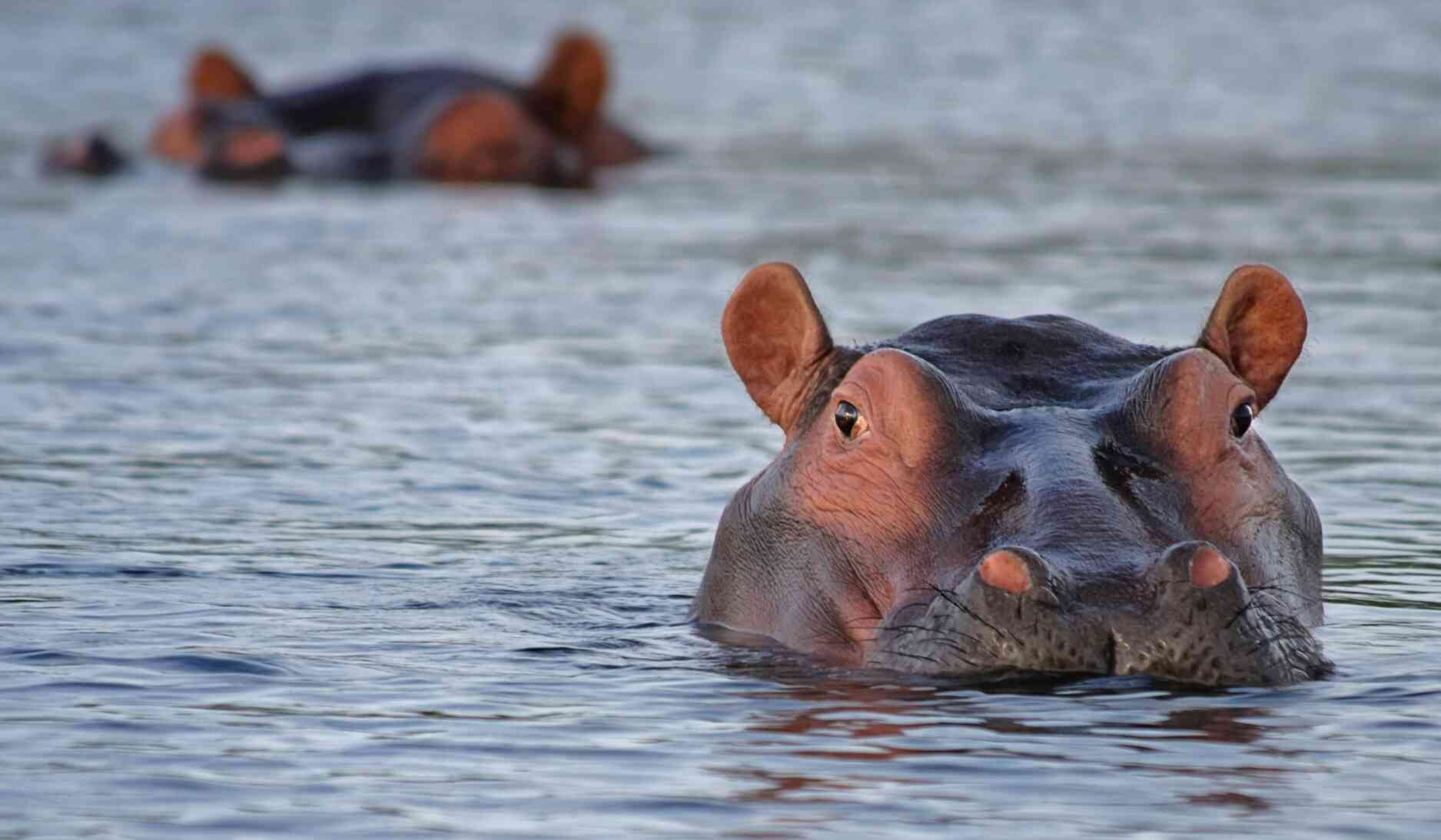 animaux-botswana