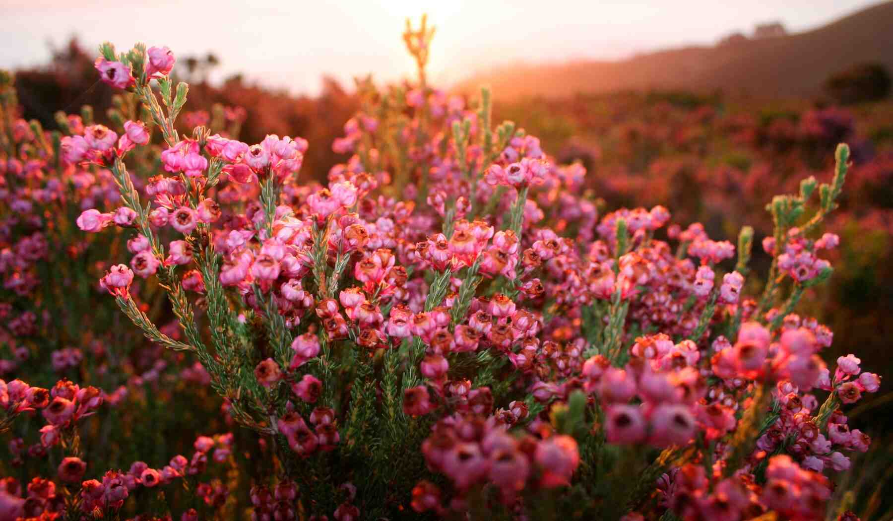 fynbos-table mountain-afrique-du-sud