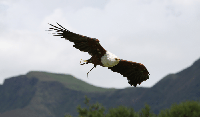 Drakensberg-eagle