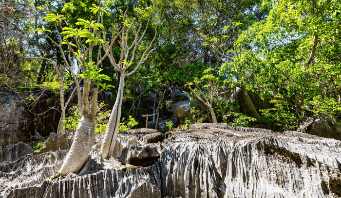 Tsingy de Bemaraha 