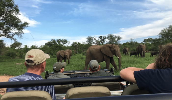 safari namibia elephants
